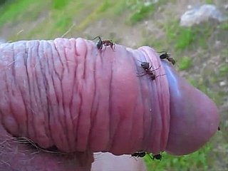 پر Kinky یار ایک چیونٹی پہاڑی میں ان کے چھوٹے ڈک pokes اور یہ حاصل